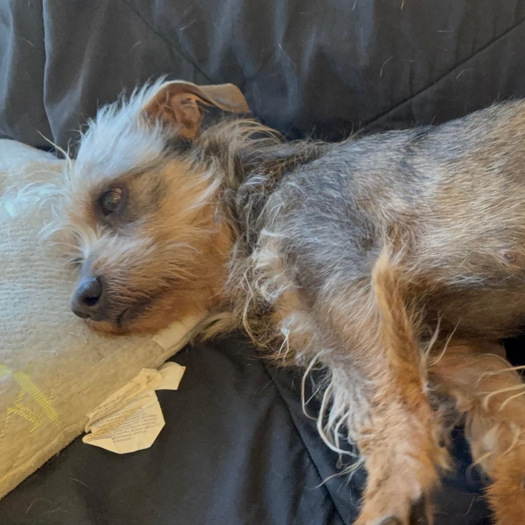 Enlarge Annie, a Adoptable Mixed Breed in Calimesa, CA image 2/4