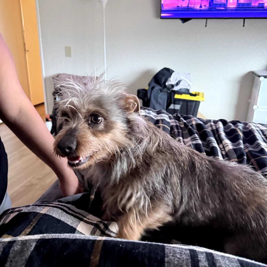 Enlarge Annie, a Adoptable Mixed Breed in Calimesa, CA image 3/4