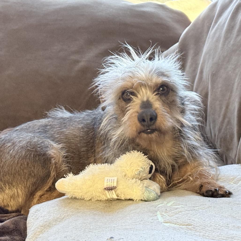 Enlarge Annie, a Adoptable Mixed Breed in Calimesa, CA image 4/4