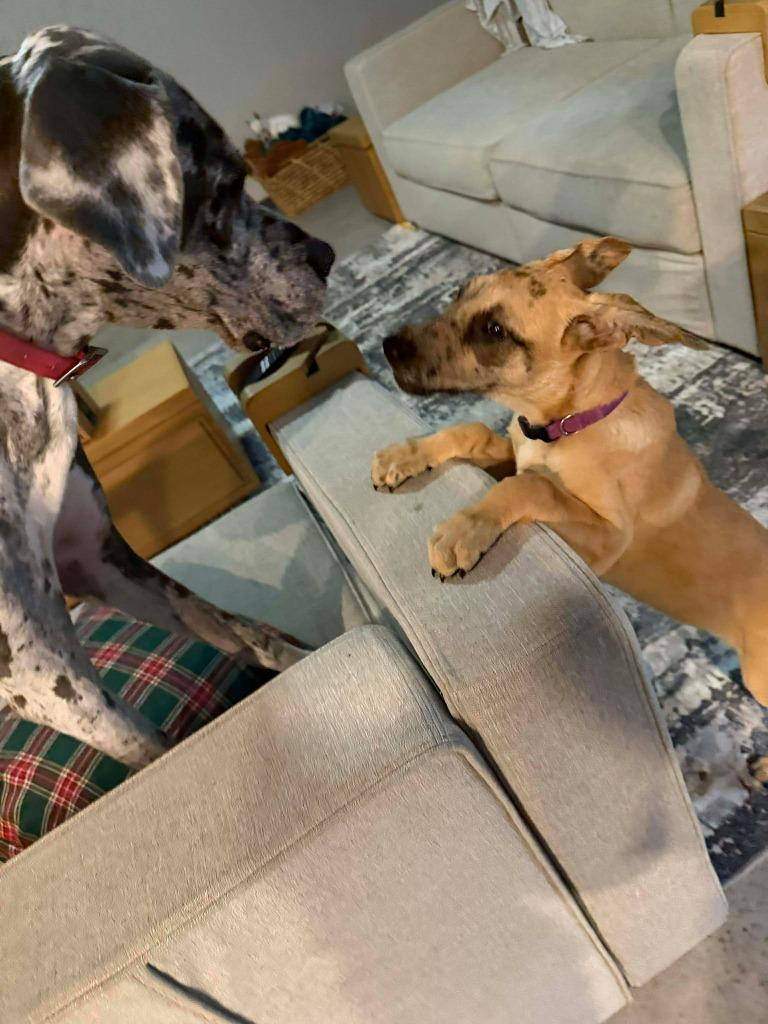 Finley, an adopted mixed breed in Houston, TX image 3/5