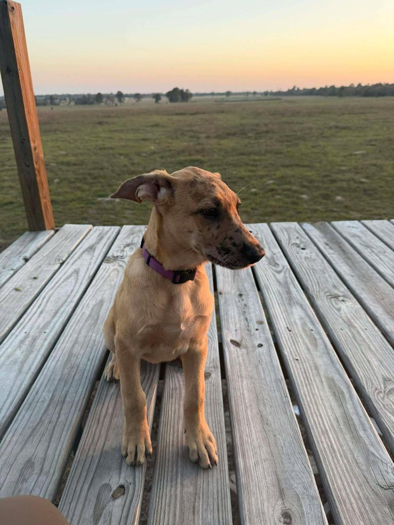 Finley, adopted, Puppy Female Great Dane & Belgian Shepherd / Malinois.