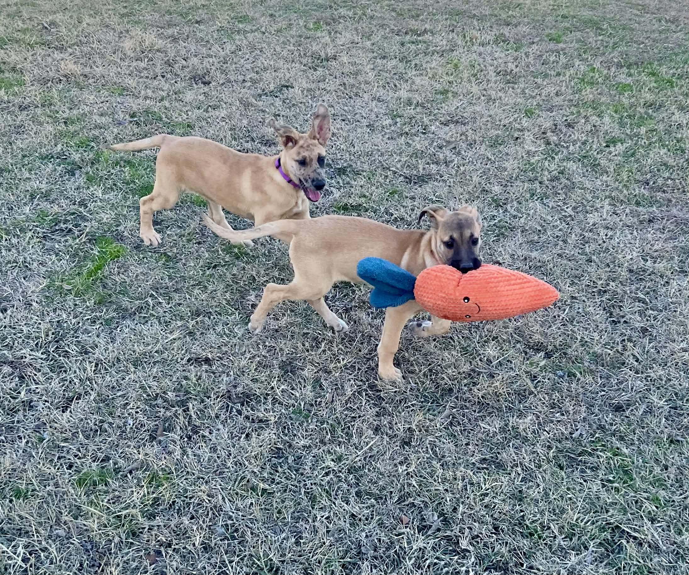 Finley, an adopted mixed breed in Houston, TX image 5/5