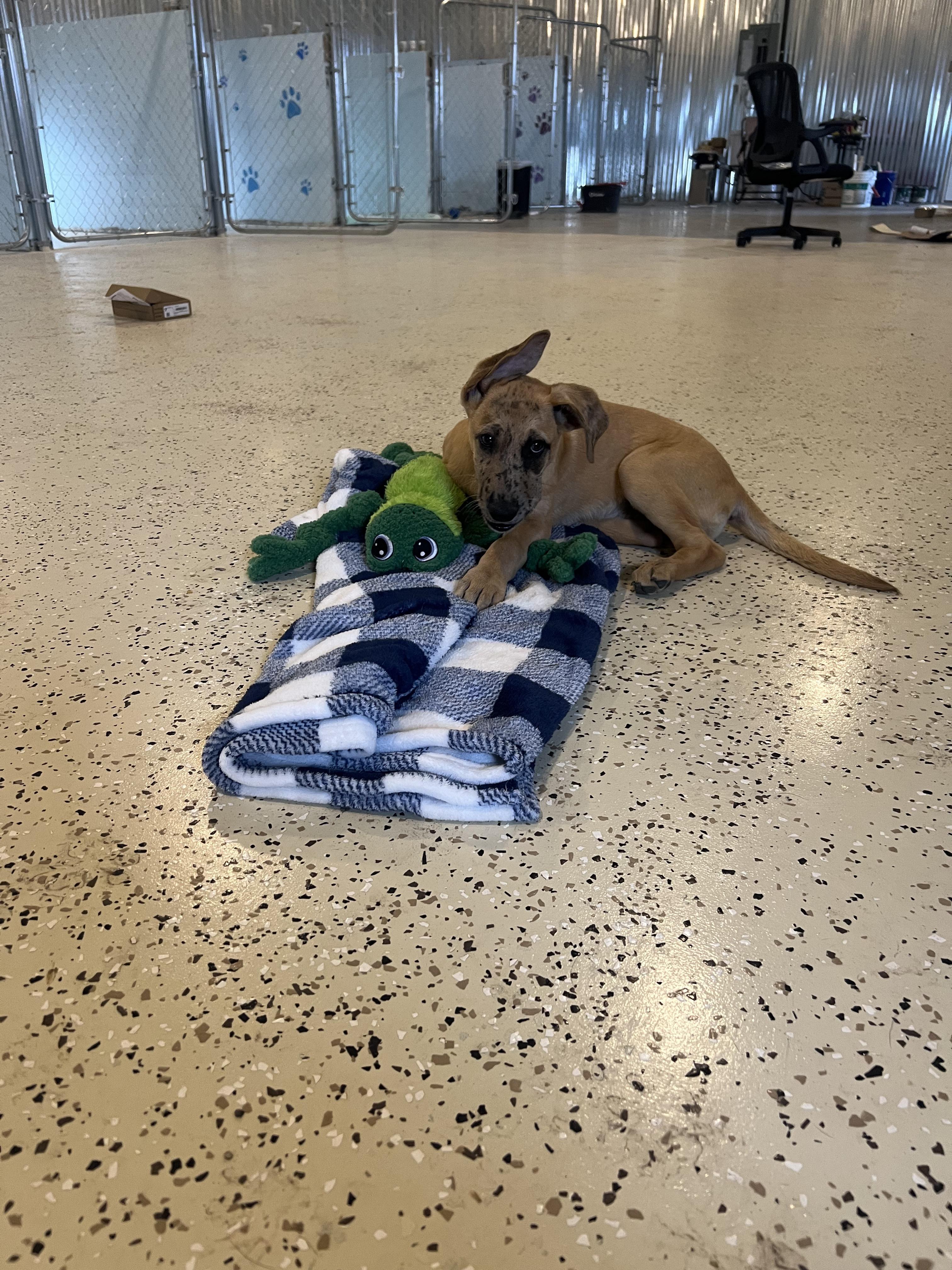 Finley, an adopted mixed breed in Houston, TX image 4/5