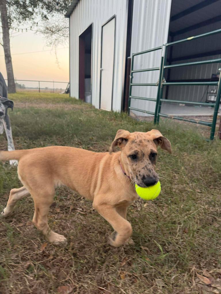 Finley, an adopted mixed breed in Houston, TX image 2/5