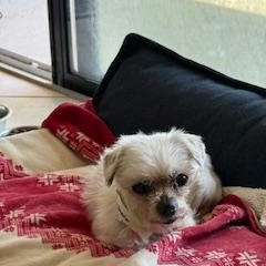 Enlarge Lexi, a ADOPTABLE Maltese in Orlando, FL image 2/4