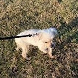 Enlarge Lexi, a ADOPTABLE Maltese in Orlando, FL image 3/4