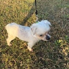 Enlarge Lexi, a ADOPTABLE Maltese in Orlando, FL image 4/4