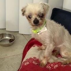 Enlarge Lexi, a ADOPTABLE Maltese in Orlando, FL image 1/4