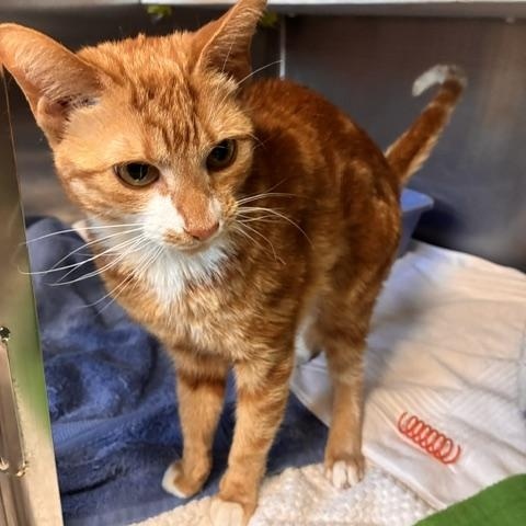Phenyx, ADOPTABLE, Adult Female Domestic Short Hair.