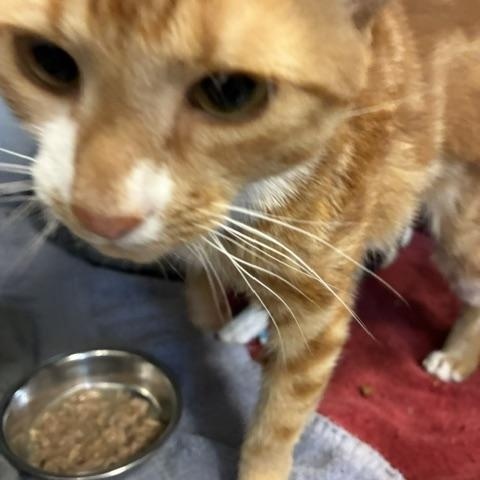 Phenyx, a ADOPTABLE Domestic Short Hair in Stanhope, NJ image 5/5