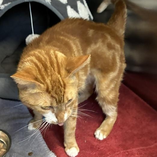 Phenyx, a ADOPTABLE Domestic Short Hair in Stanhope, NJ image 4/5