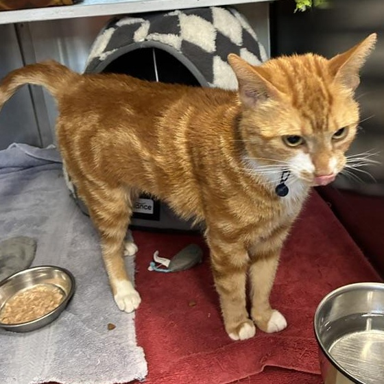 Phenyx, a ADOPTABLE Domestic Short Hair in Stanhope, NJ image 2/5