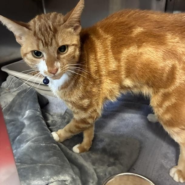 Phenyx, a ADOPTABLE Domestic Short Hair in Stanhope, NJ image 3/5
