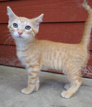 Enlarge Chloe, a Adopted mixed breed in Fairfield, IA image 3/3