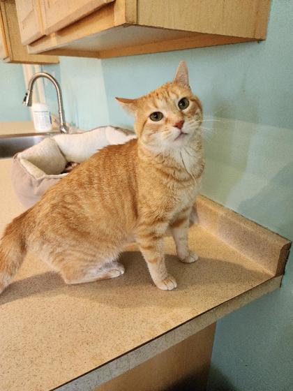 Enlarge Chloe, a Adopted mixed breed in Fairfield, IA image 1/3