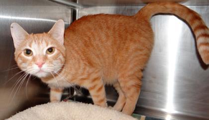 Enlarge Chloe, a Adopted mixed breed in Fairfield, IA image 2/3