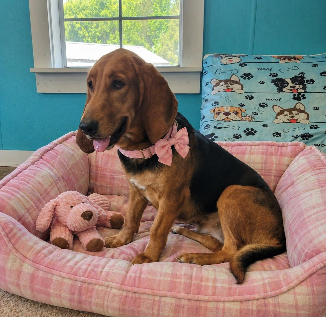 River, a Adoptable Basset Hound in Mount Laurel, NJ image 1/2