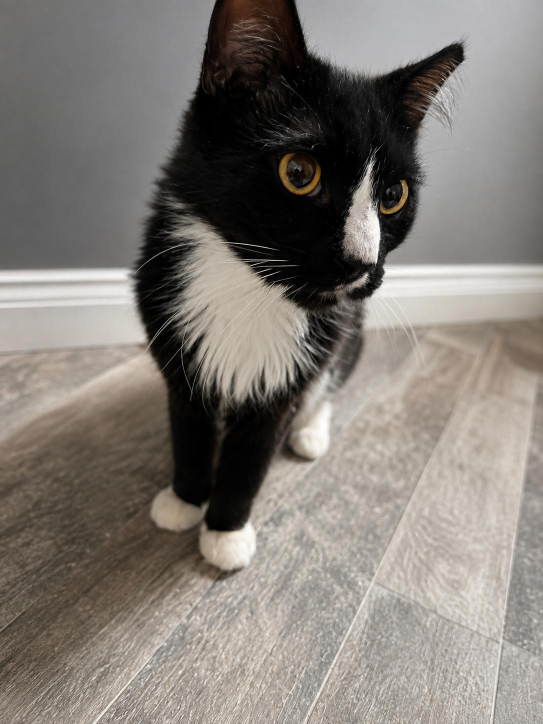 Enlarge Bo, a Adoptable Domestic Short Hair in Rio Linda, CA image 1/4