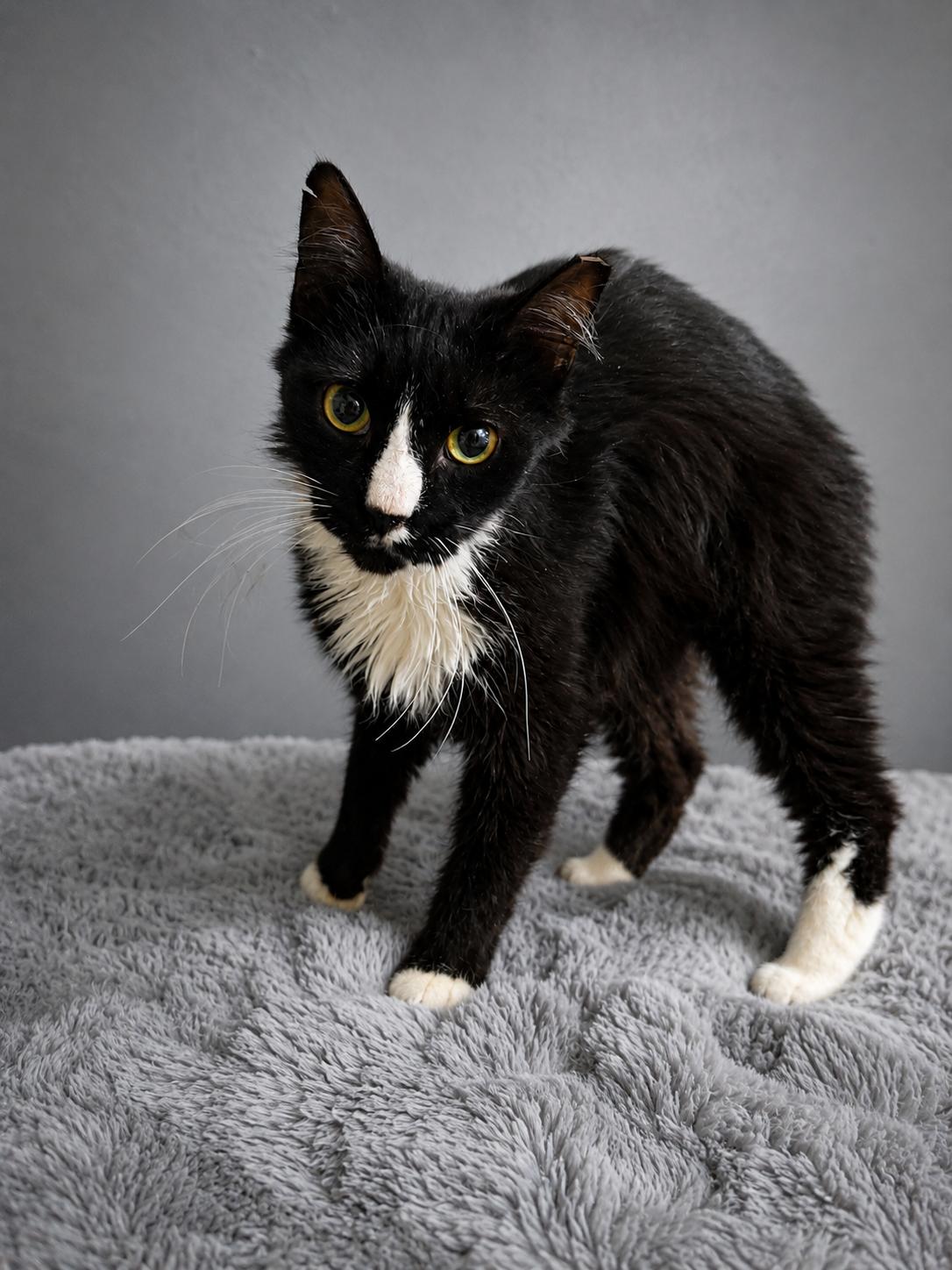 Enlarge Bo, a Adoptable Domestic Short Hair in Rio Linda, CA image 2/4