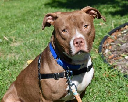 Brody, a Adoptable mixed breed in West Seneca, NY image 1/3