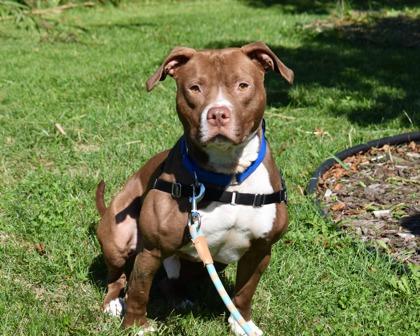 Brody, a Adoptable mixed breed in West Seneca, NY image 2/3