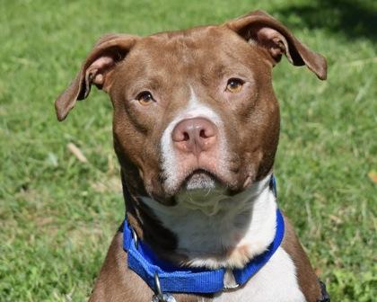 Brody, a Adoptable mixed breed in West Seneca, NY image 3/3