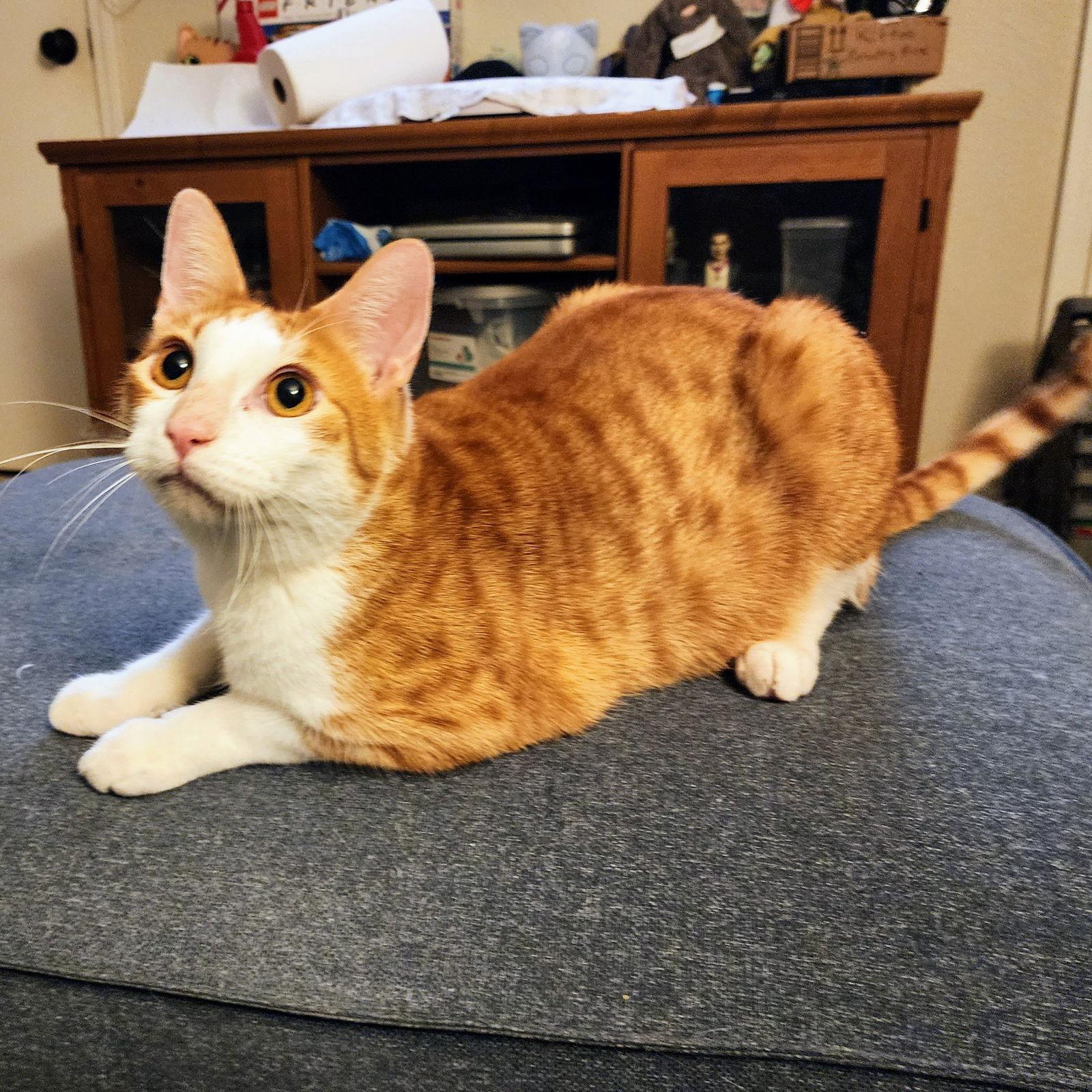 Calvin Klein, a Adoptable mixed breed in Garland, TX image 1/3