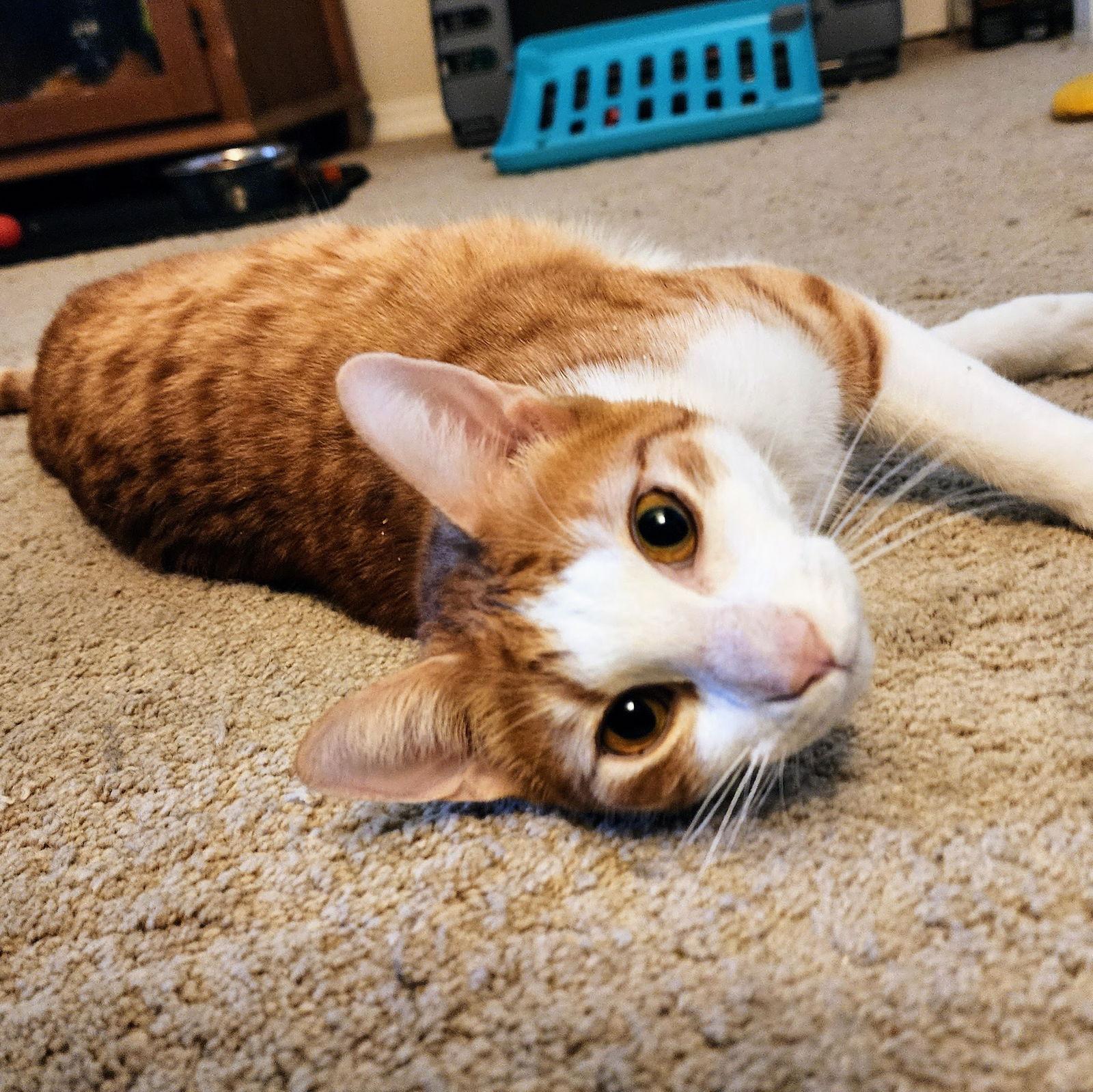 Calvin Klein, a Adoptable mixed breed in Garland, TX image 2/3