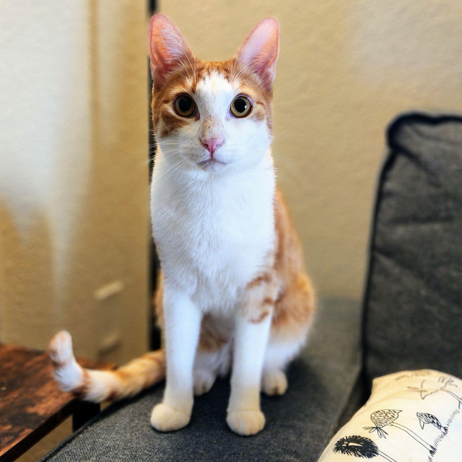 Enlarge Calvin Klein, a Adoptable mixed breed in Garland, TX image 1/3