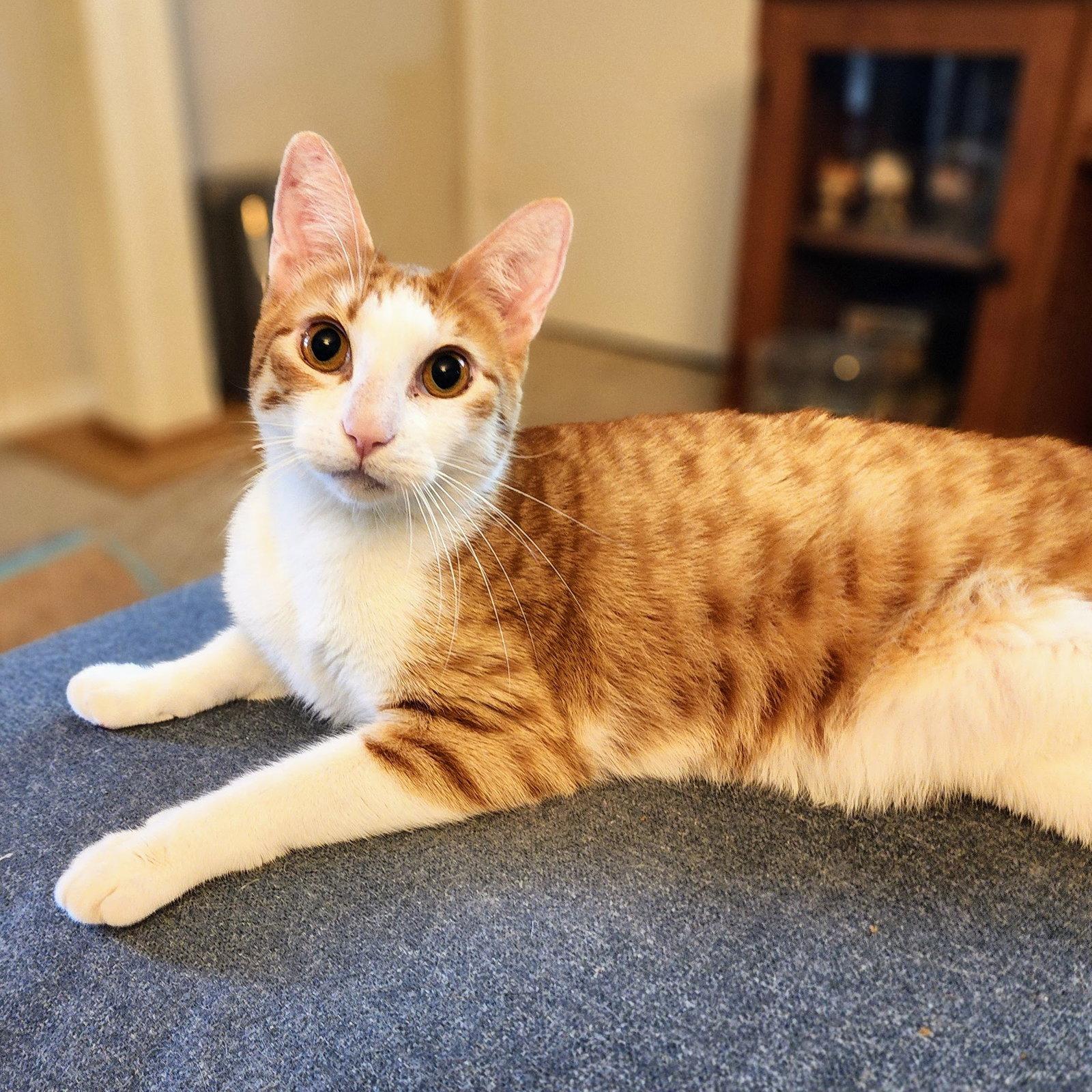 Calvin Klein, Adoptable, Adult Male Tabby & Domestic Short Hair.