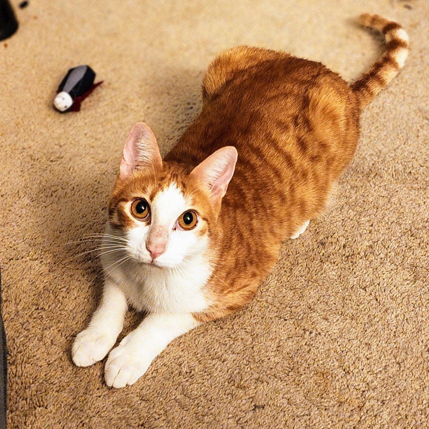 Enlarge Calvin Klein, a Adoptable mixed breed in Garland, TX image 2/3