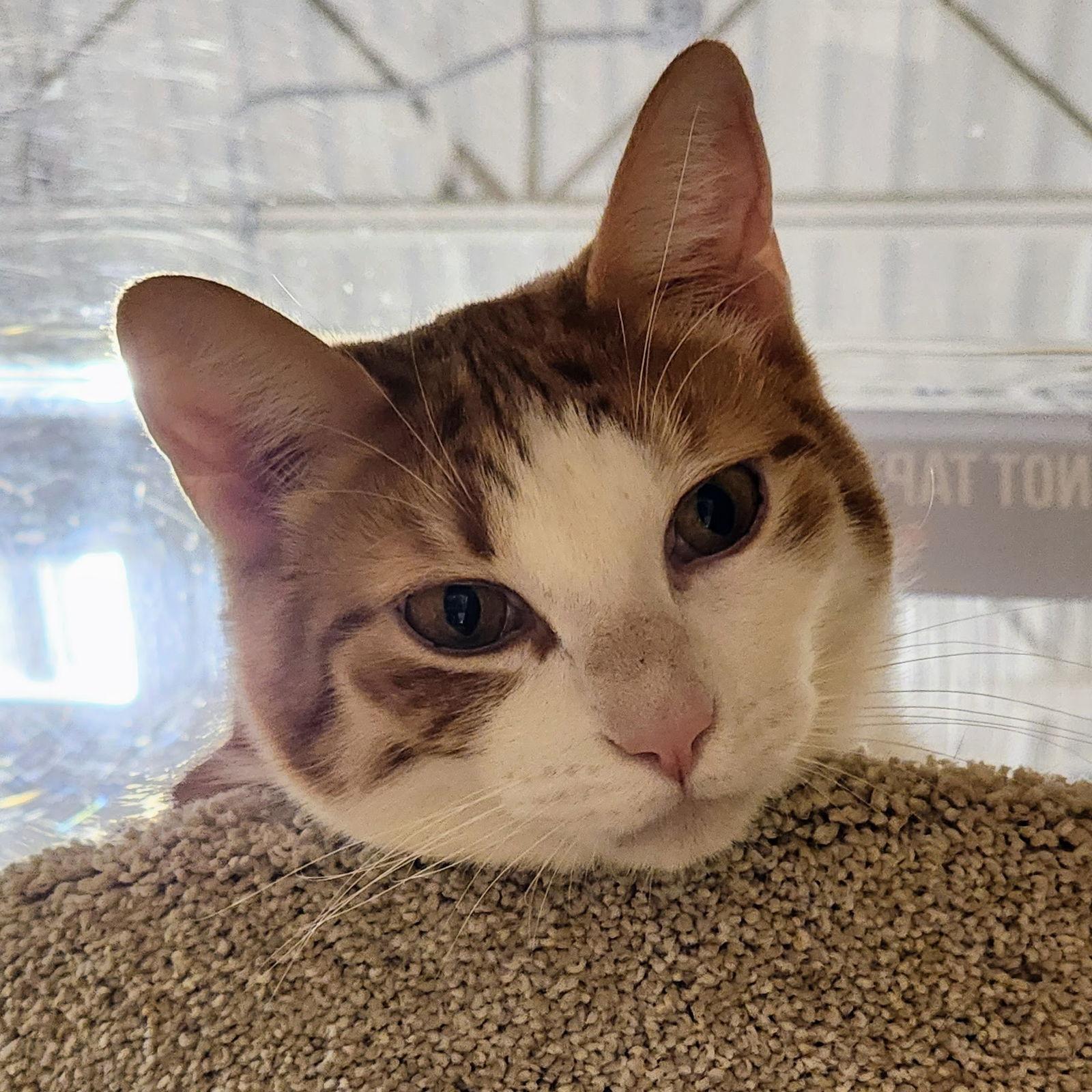 Calvin Klein, a Adoptable mixed breed in Garland, TX image 2/3