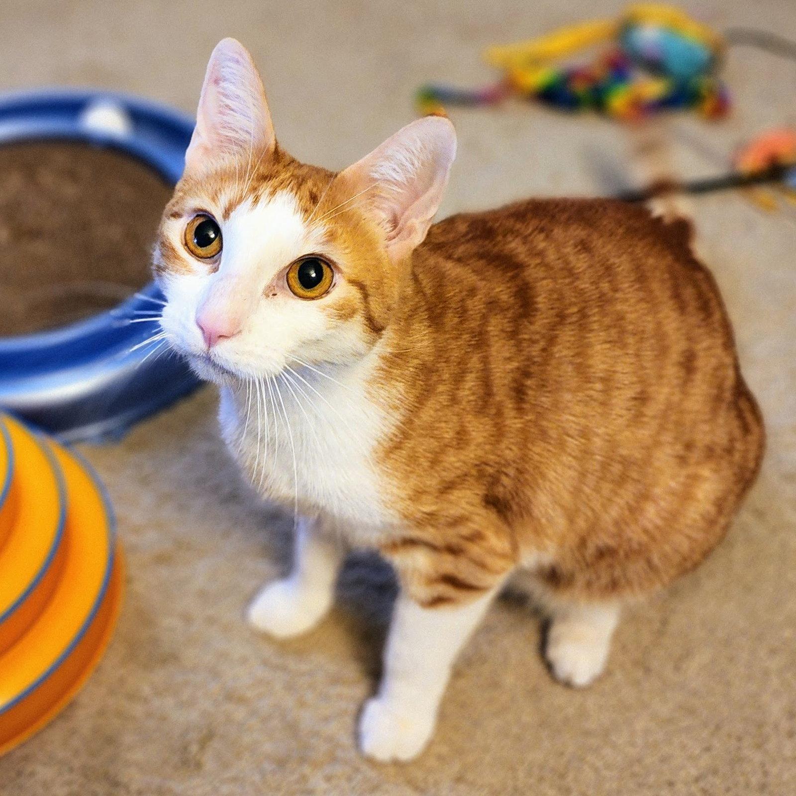 Calvin Klein, a Adoptable mixed breed in Garland, TX image 2/3