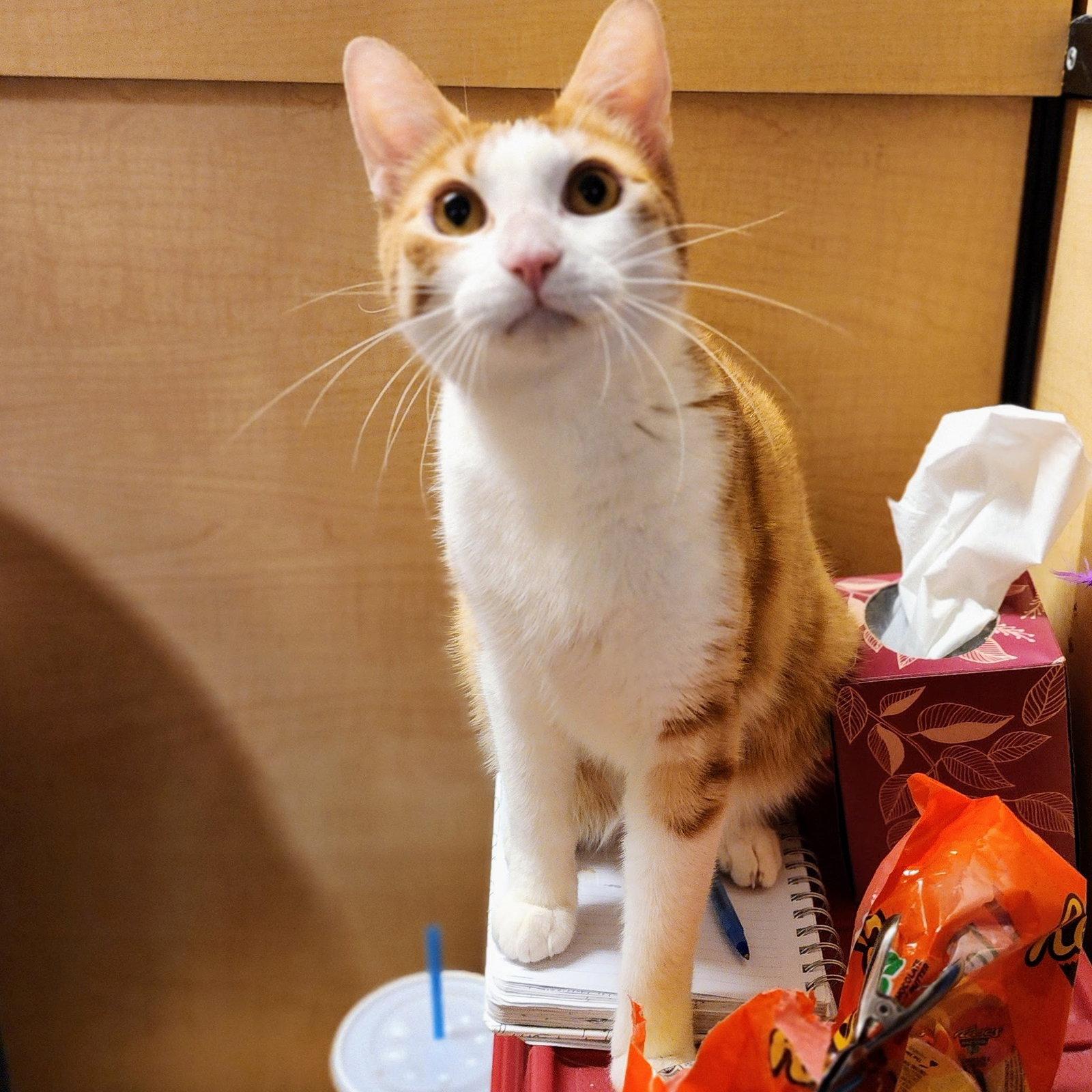 Calvin Klein, a Adoptable mixed breed in Garland, TX image 3/3