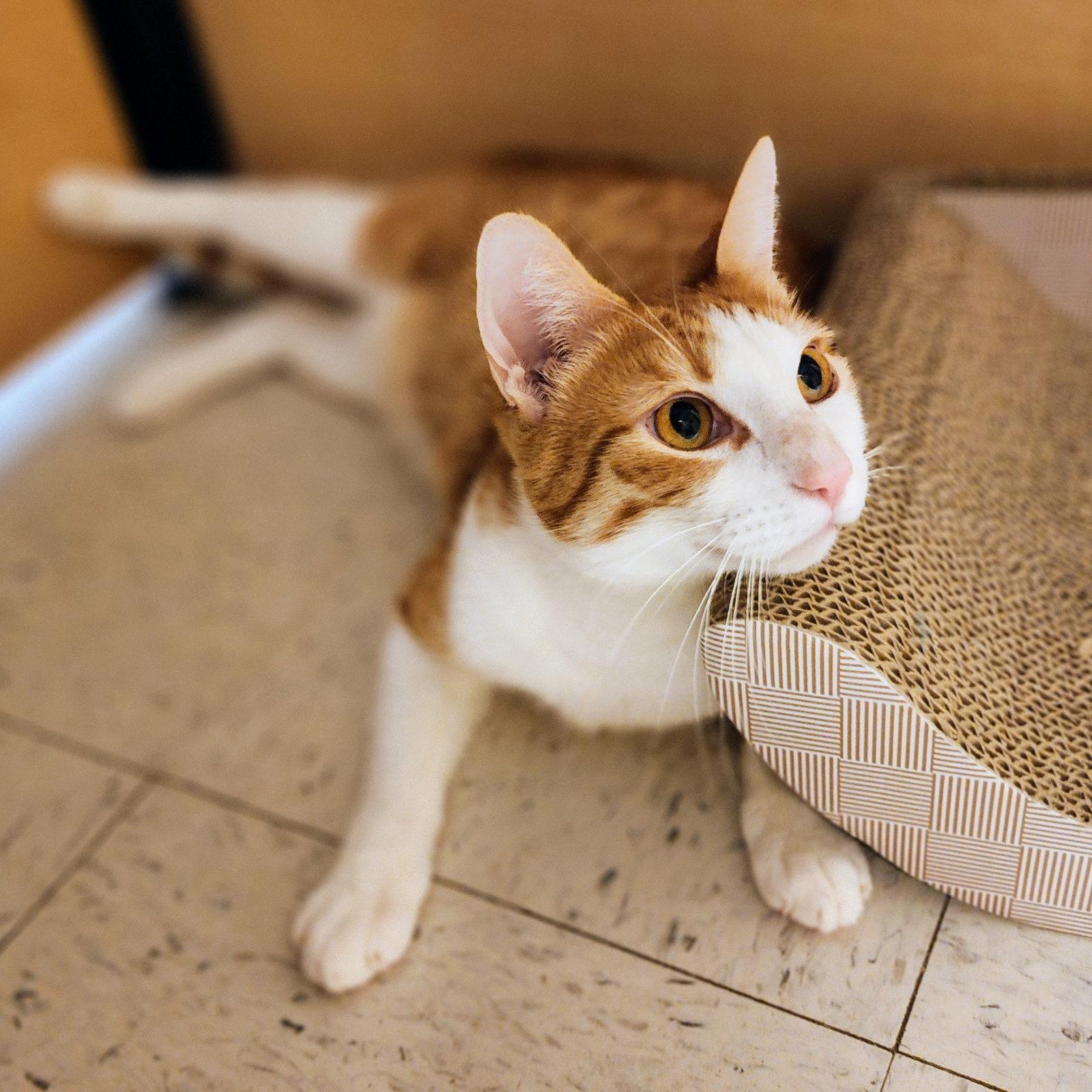 Enlarge Calvin Klein, a Adoptable mixed breed in Garland, TX image 1/3
