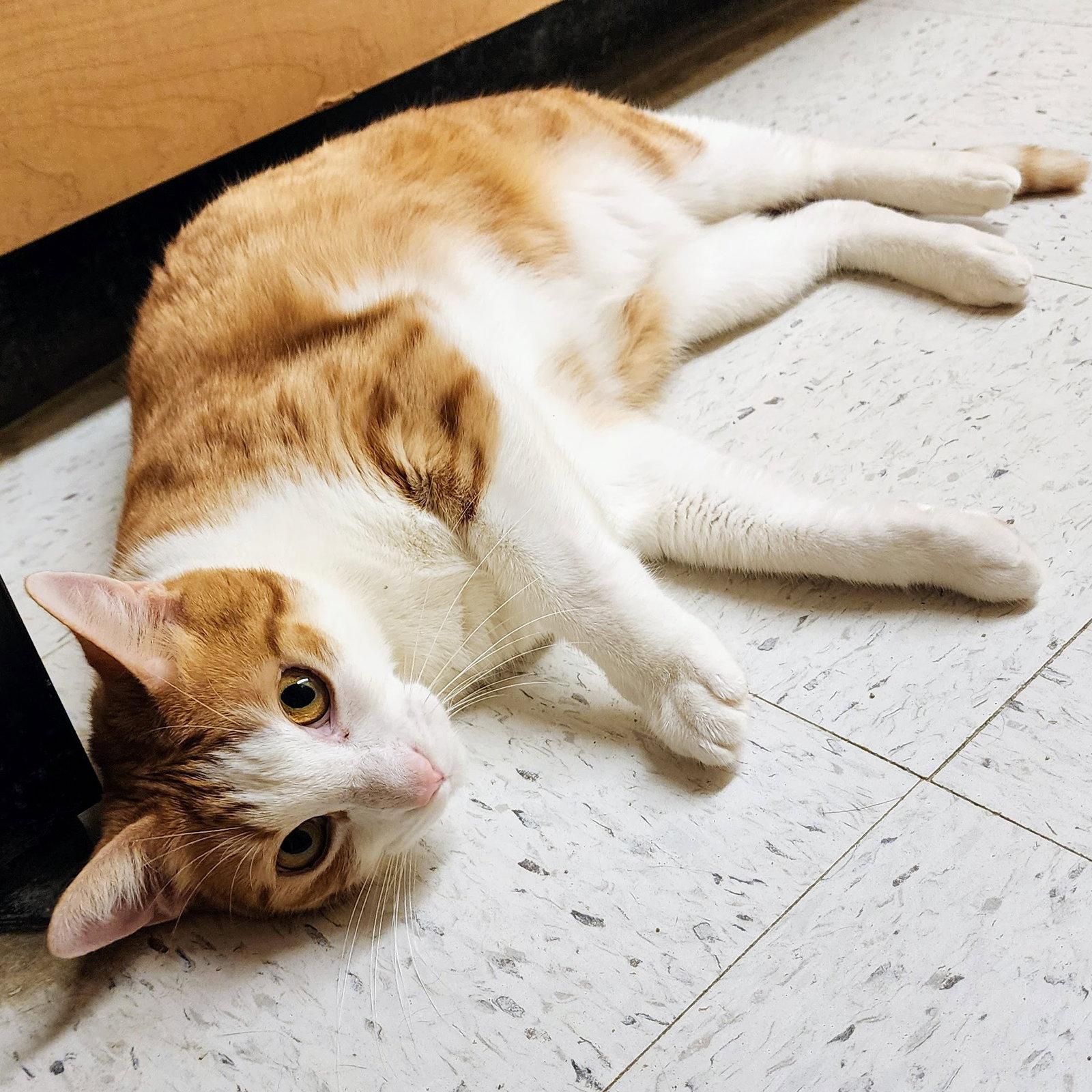 Enlarge Calvin Klein, a Adoptable mixed breed in Garland, TX image 2/3