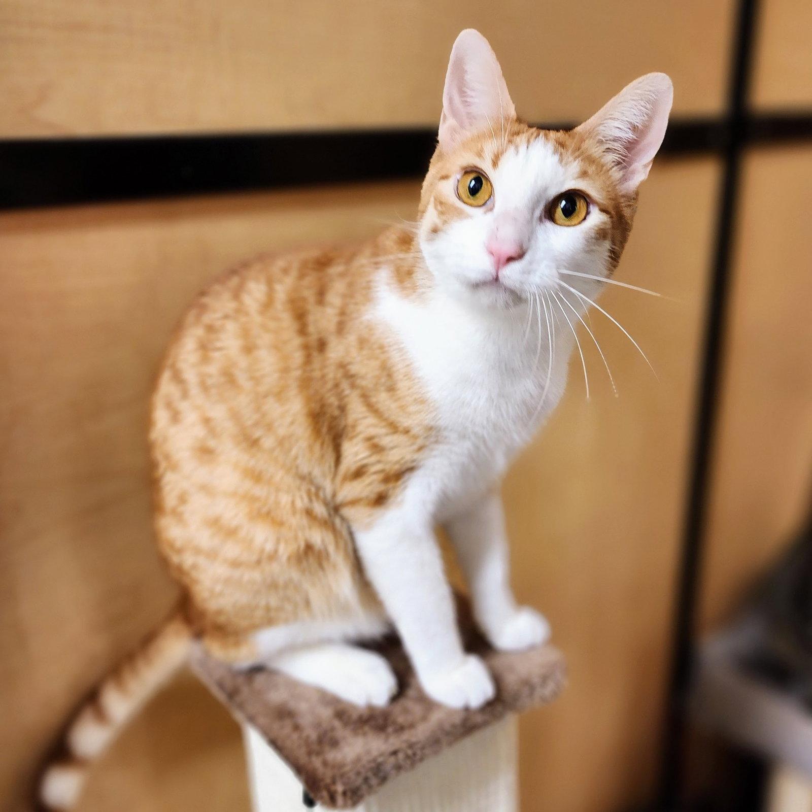 Enlarge Calvin Klein, a Adoptable mixed breed in Garland, TX image 3/3
