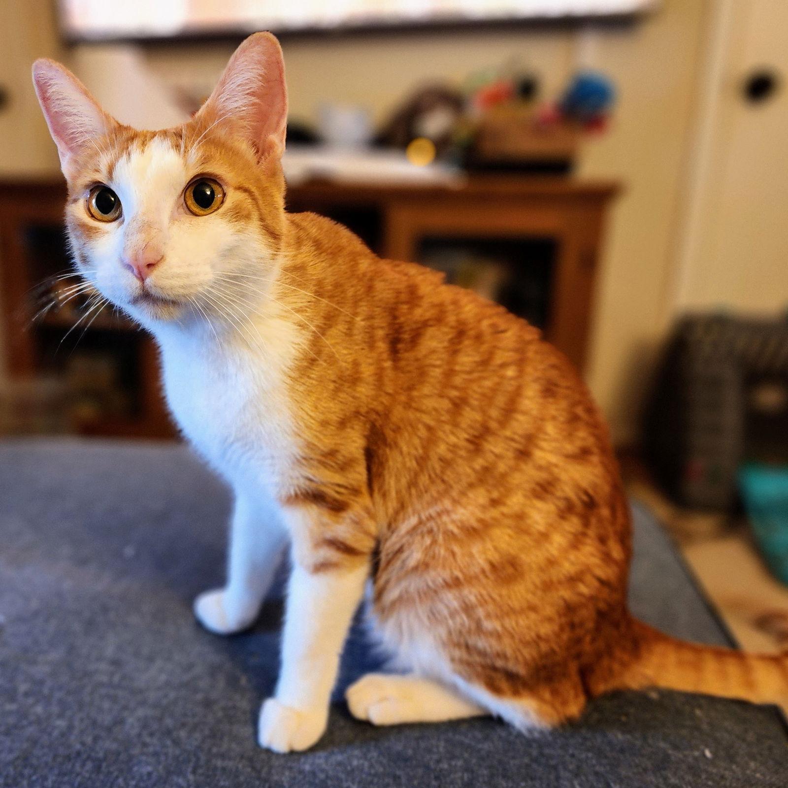 Enlarge Calvin Klein, a Adoptable mixed breed in Garland, TX image 3/3