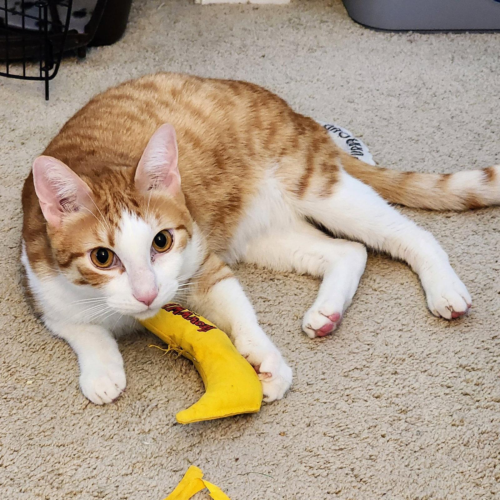Calvin Klein, a Adoptable mixed breed in Garland, TX image 3/3