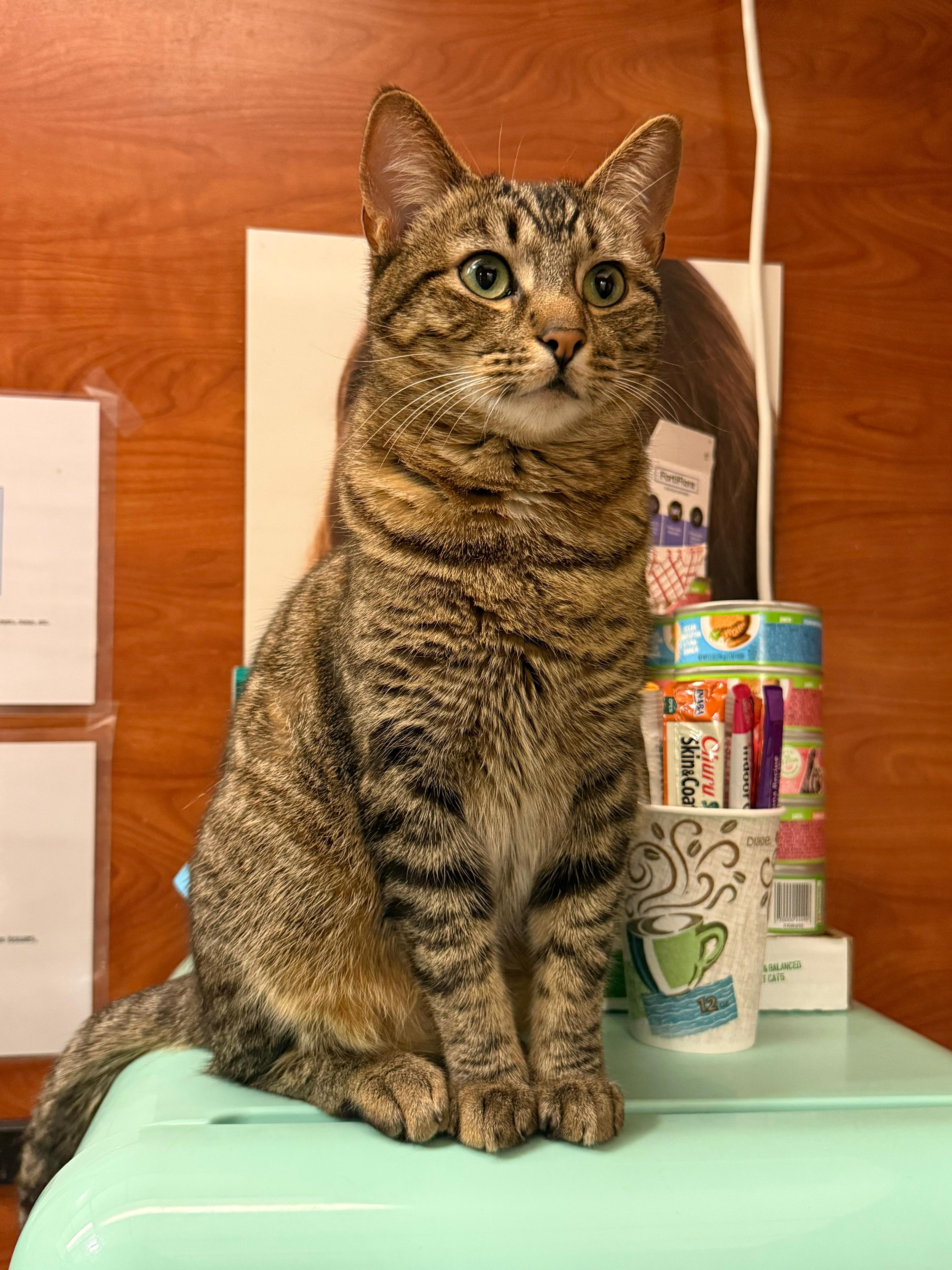 Enlarge Chowder, a Adoptable mixed breed in St George, UT image 1/5