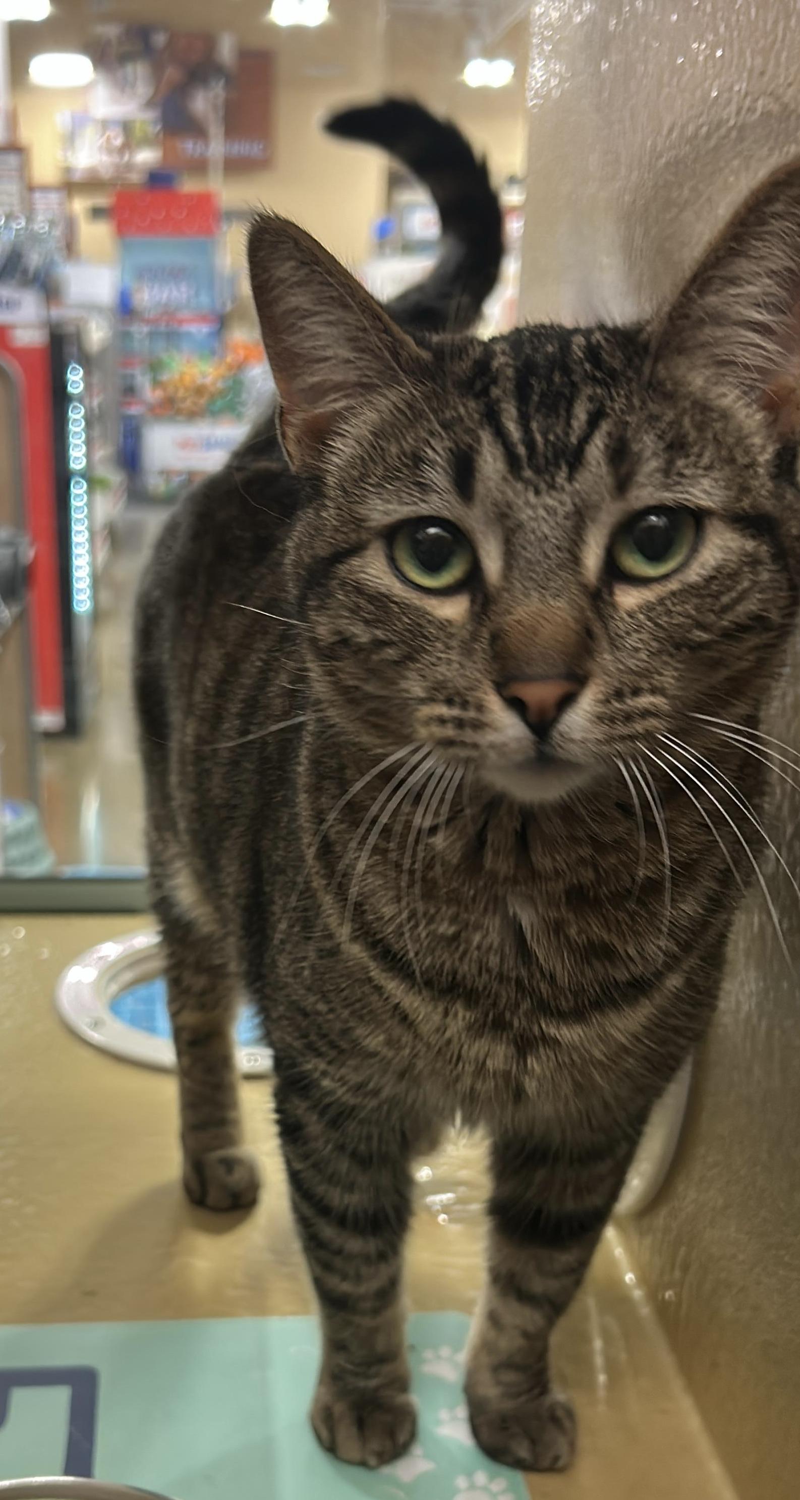 Enlarge Chowder, a Adoptable mixed breed in St George, UT image 3/5