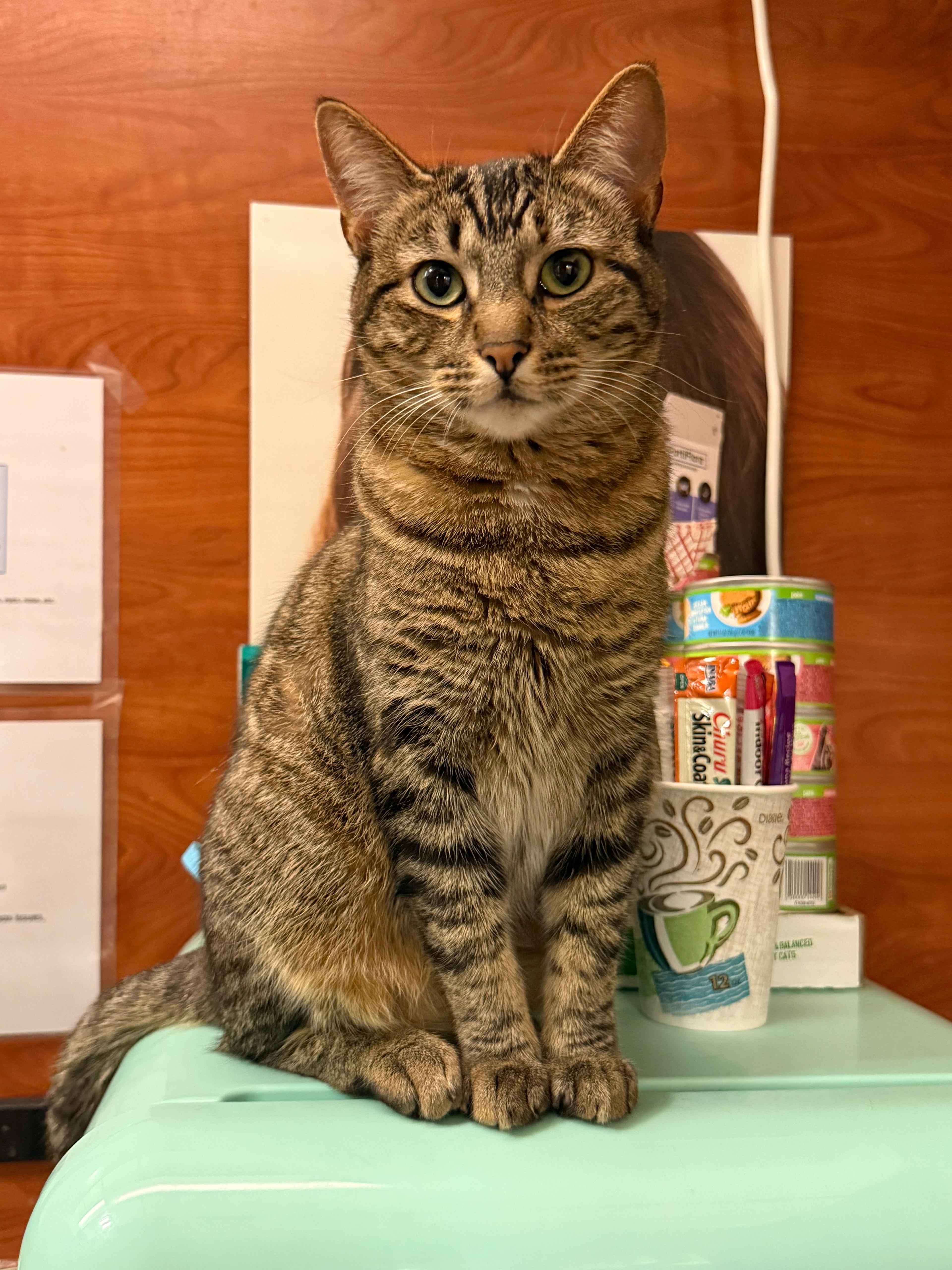 Enlarge Chowder, a Adoptable mixed breed in St George, UT image 4/5