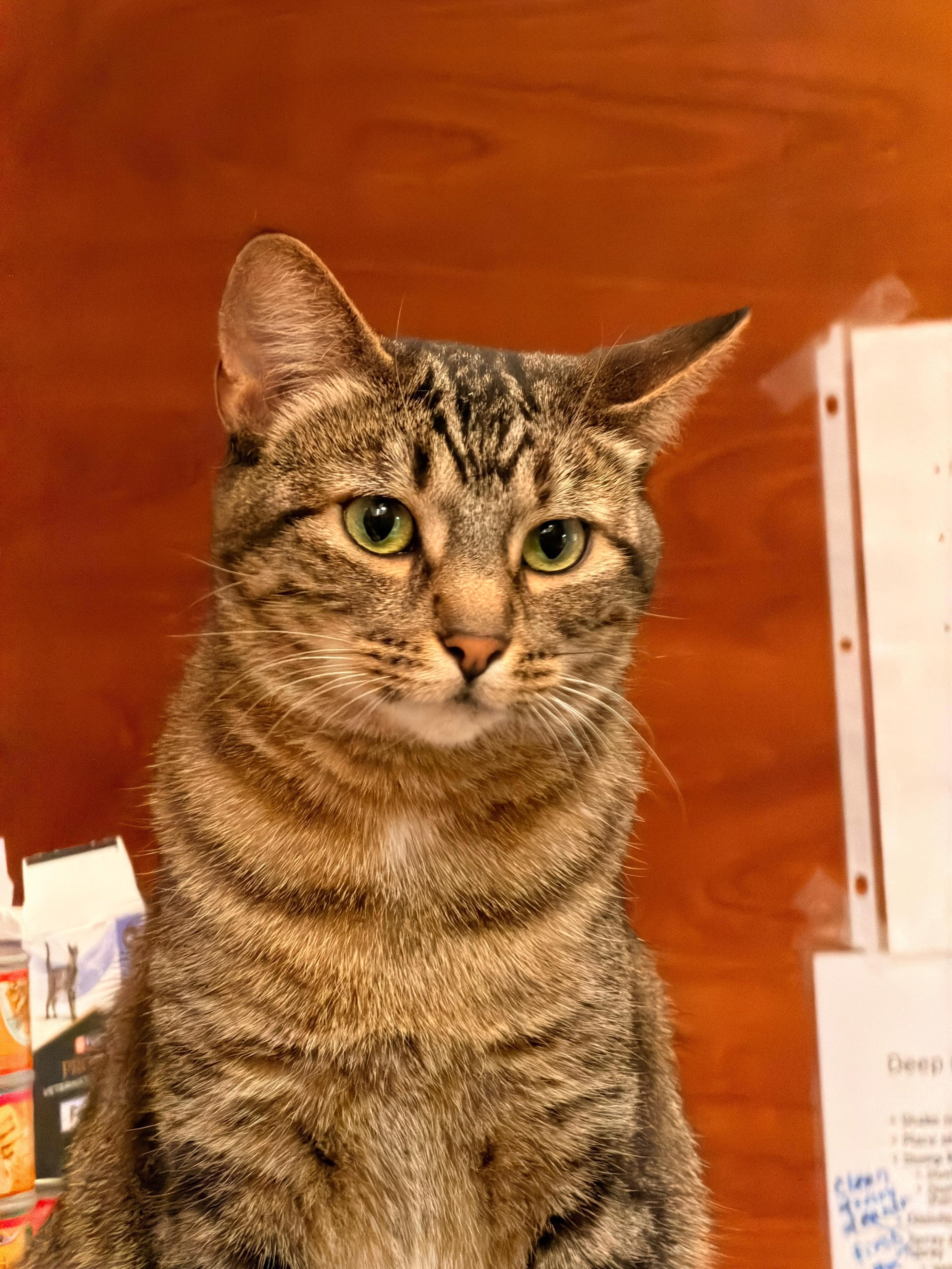 Enlarge Chowder, a Adoptable mixed breed in St George, UT image 2/5