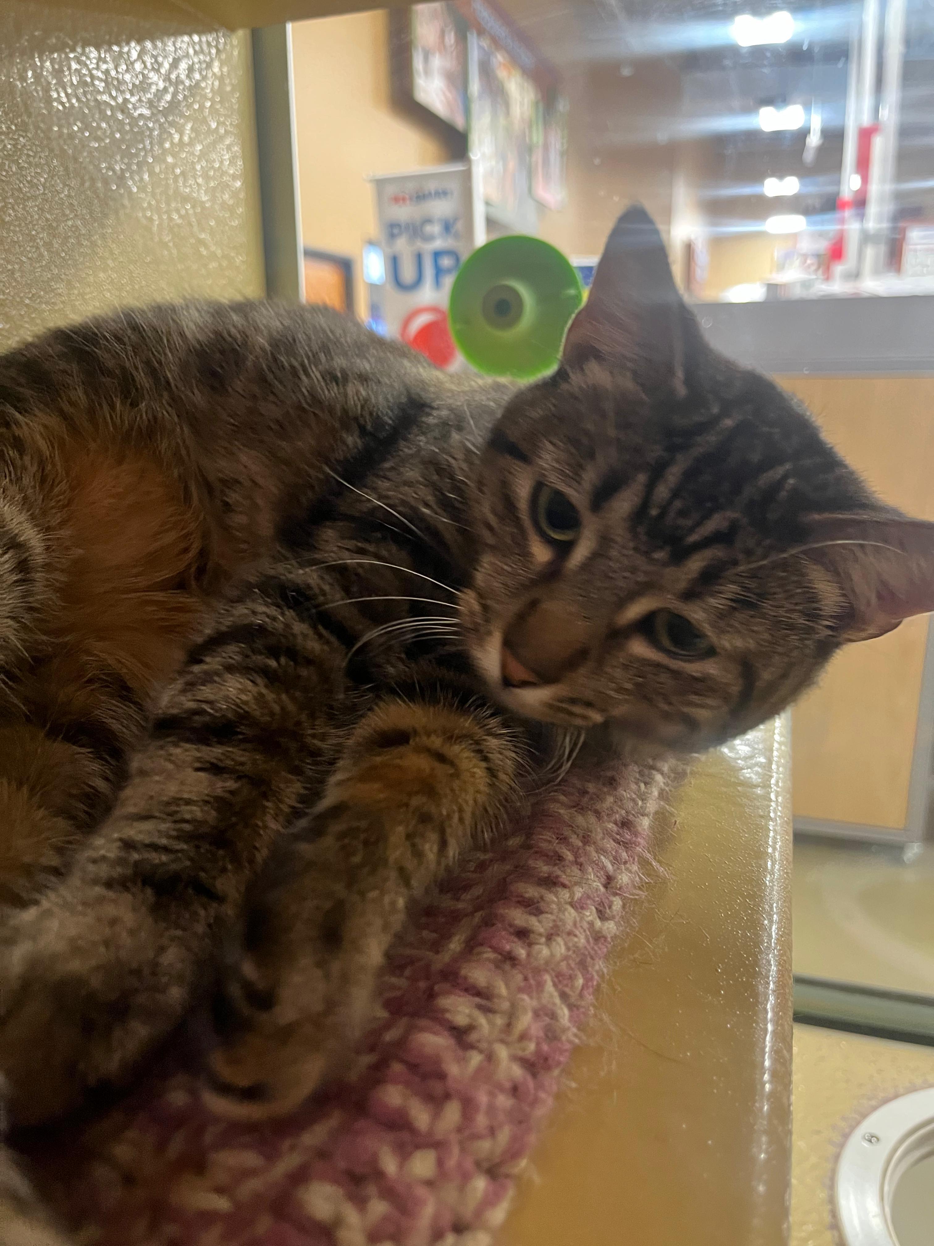 Enlarge Chowder, a Adoptable mixed breed in St George, UT image 5/5