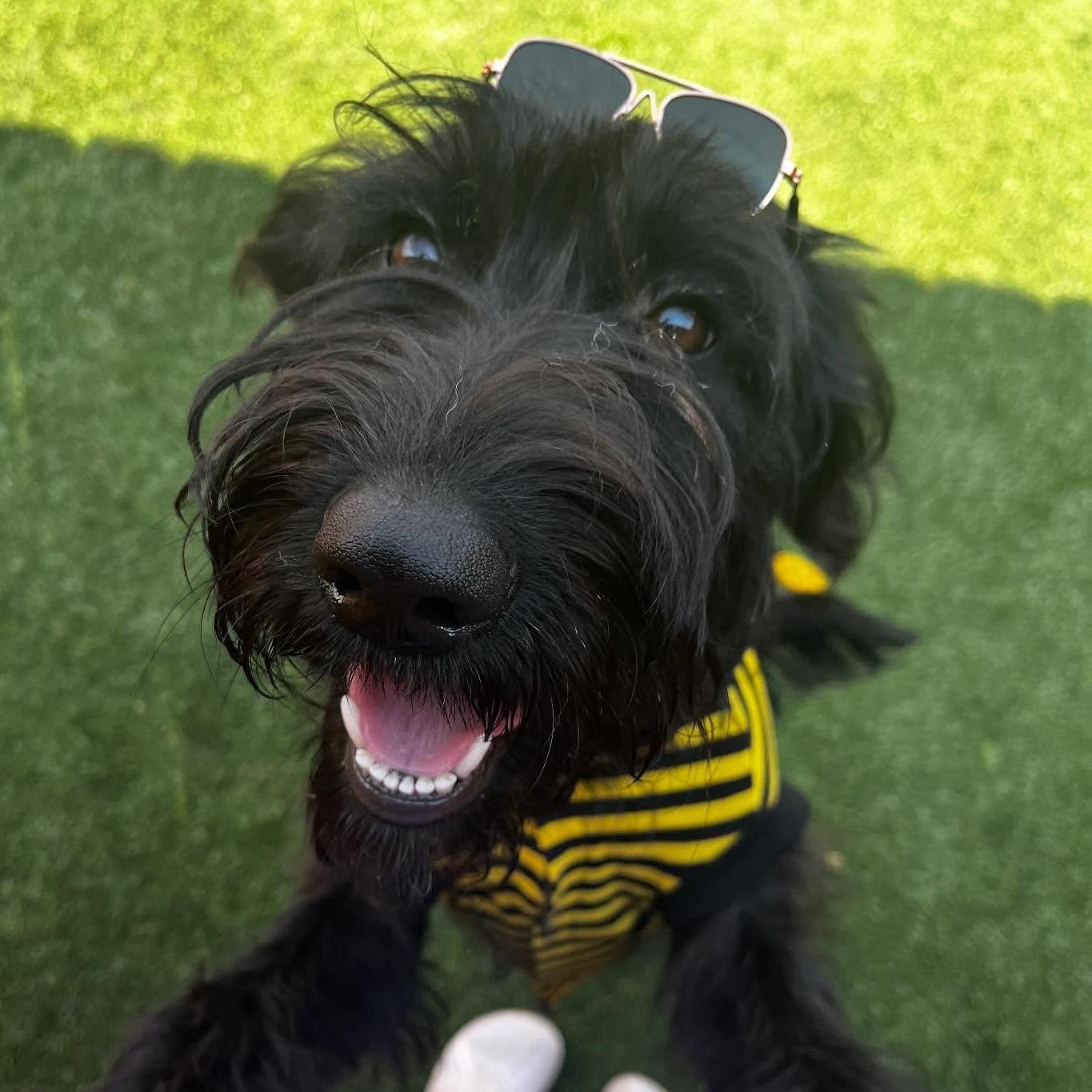 Shadow, Adopted, Young Female Labradoodle.