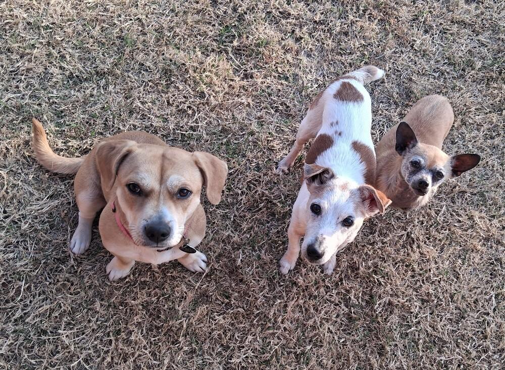 Enlarge Ladybug, a Adoptable mixed breed in Blanchard, OK image 2/4