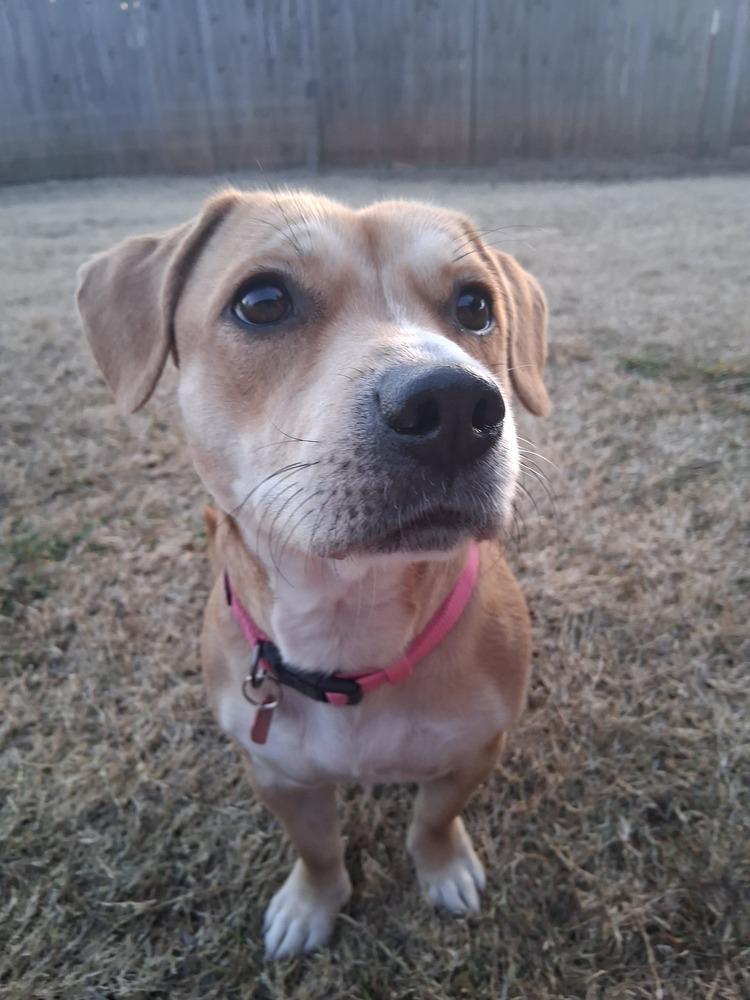 Enlarge Ladybug, a Adoptable mixed breed in Blanchard, OK image 4/4