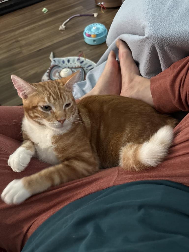 Oliver, a Adopted Domestic Short Hair in Inglewood, CA image 1/4