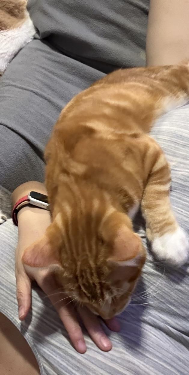 Oliver, a Adopted Domestic Short Hair in Inglewood, CA image 2/4