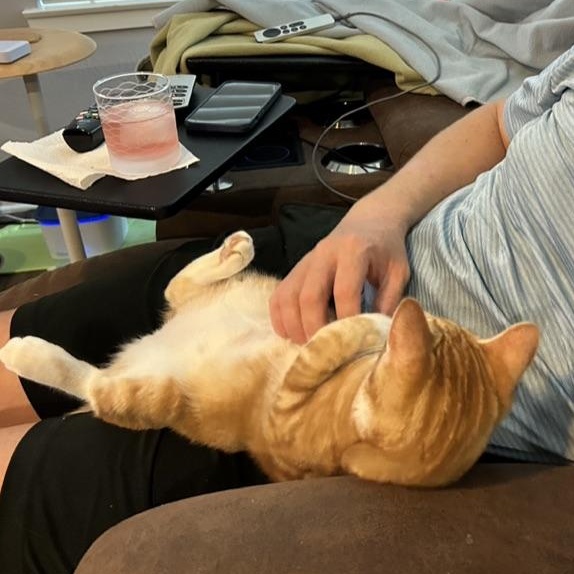 Oliver, a Adopted Domestic Short Hair in Inglewood, CA image 4/4